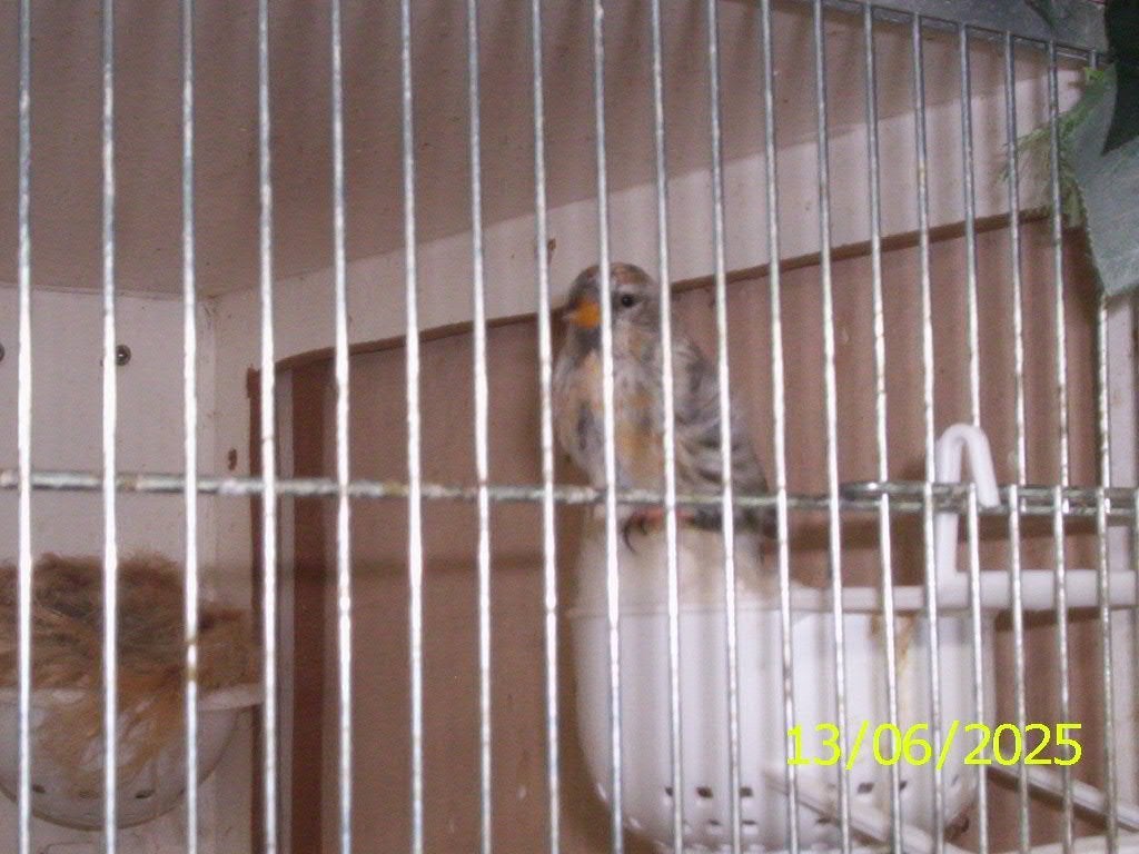 Barmsijzen en euro sijzen, Meerdere dieren, Wildzangvogel, Geringd