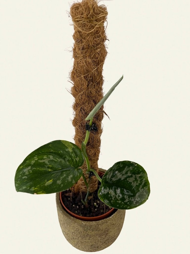 Scindapsus Baticon, Huis en Inrichting, Kamerplanten, Ophalen of Verzenden, Halfschaduw, Minder dan 100 cm