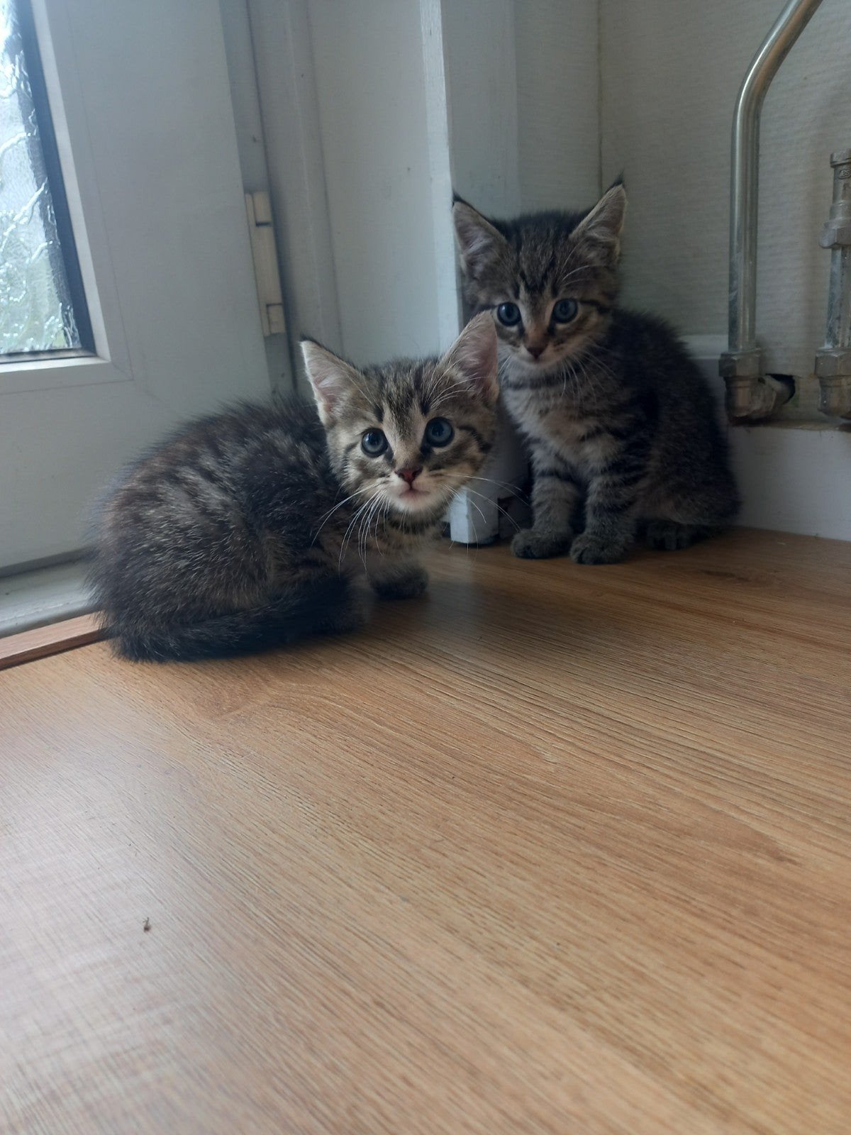 Mooiste kittens ️❤️, Meerdere dieren, Kortharig, 0 tot 2 jaar