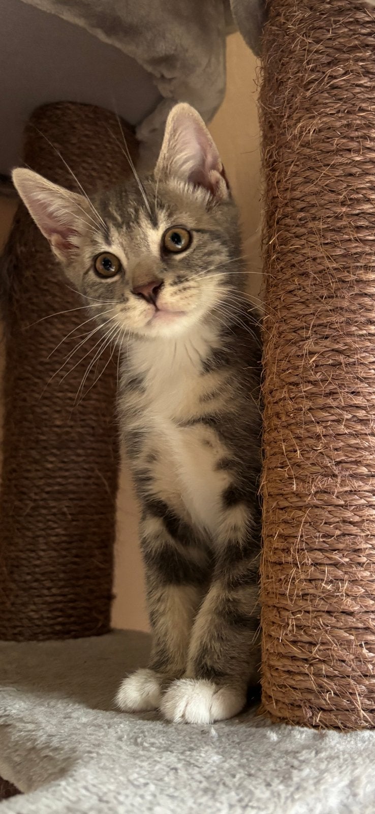 Kittens. Mogen nu al het nestje verlaten., Meerdere dieren, Kortharig, 0 tot 2 jaar