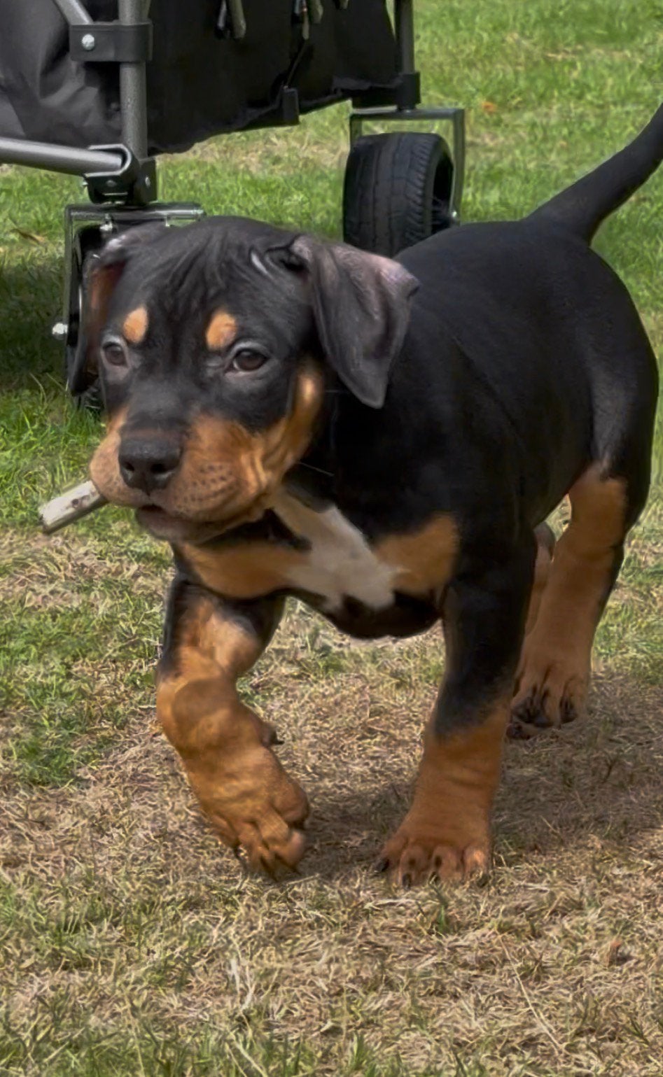 AMERICAN BULLY XL PUPPYS 10 WEKEN OUD!, 8 tot 15 weken, Bulldog, Meerdere, Meerdere dieren