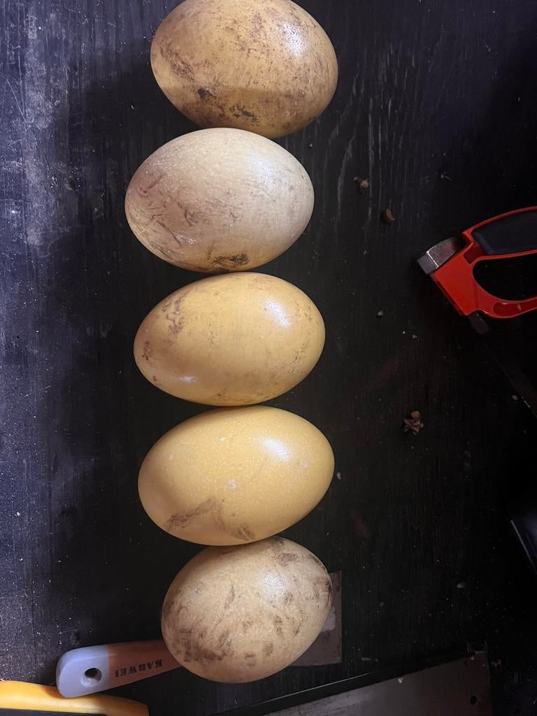 Nandoe broedeieren, Dieren en Toebehoren, Pluimvee, Geslacht onbekend, Overige soorten