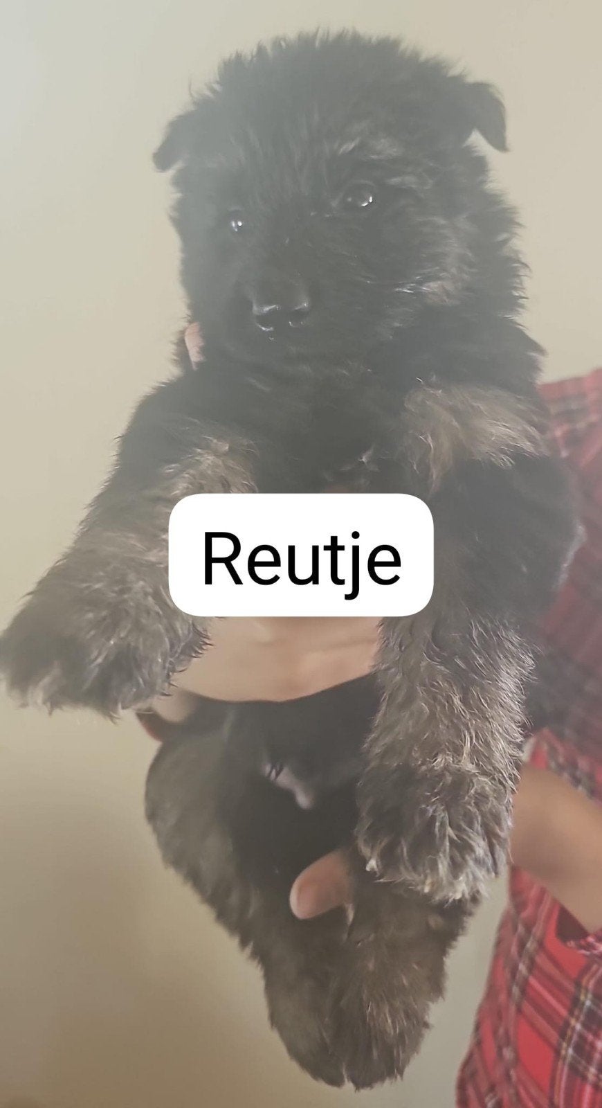 Nog 2 knappe reutjes mogen verhuizen! Duitse herder mix pups, Dieren en Toebehoren, Honden | Herdershonden en Veedrijvers, 8 tot 15 weken