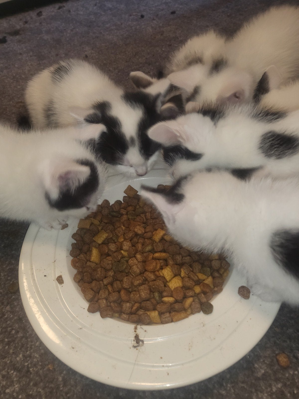 kittens, Dieren en Toebehoren