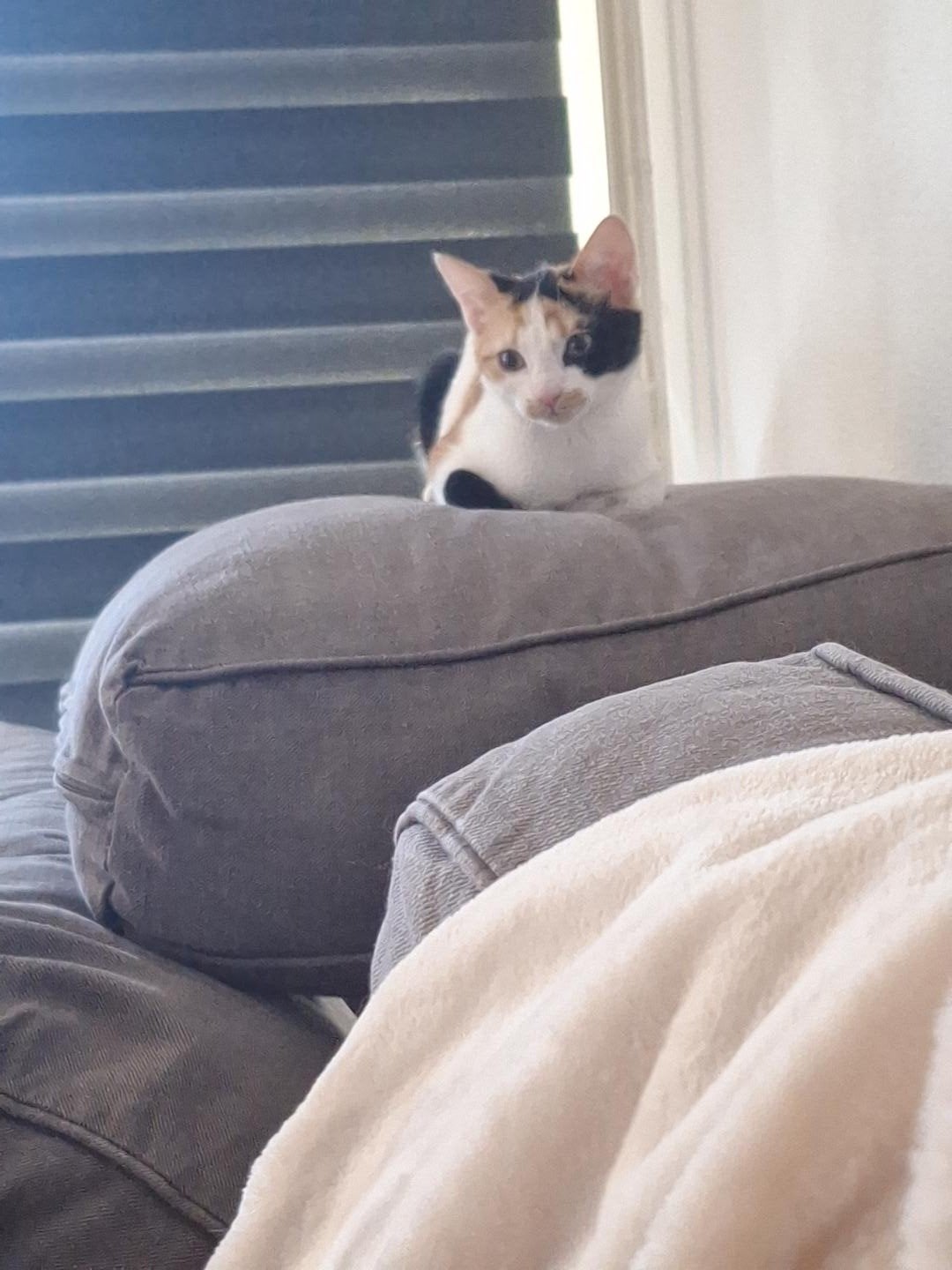 .katten voor te koop bella, Dieren en Toebehoren, Katten en Kittens | Overige Katten