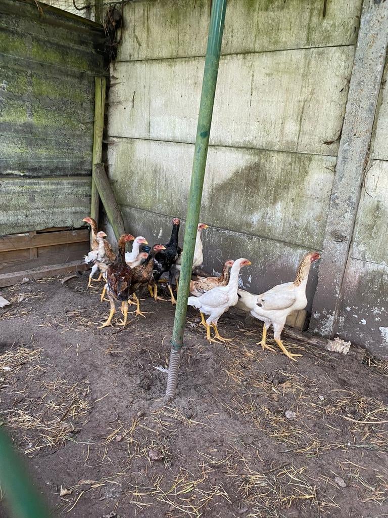 Maleier en Maleier  x shamo jonge dieren van vorig jaar, Dieren en Toebehoren, Pluimvee, Meerdere dieren, Kip