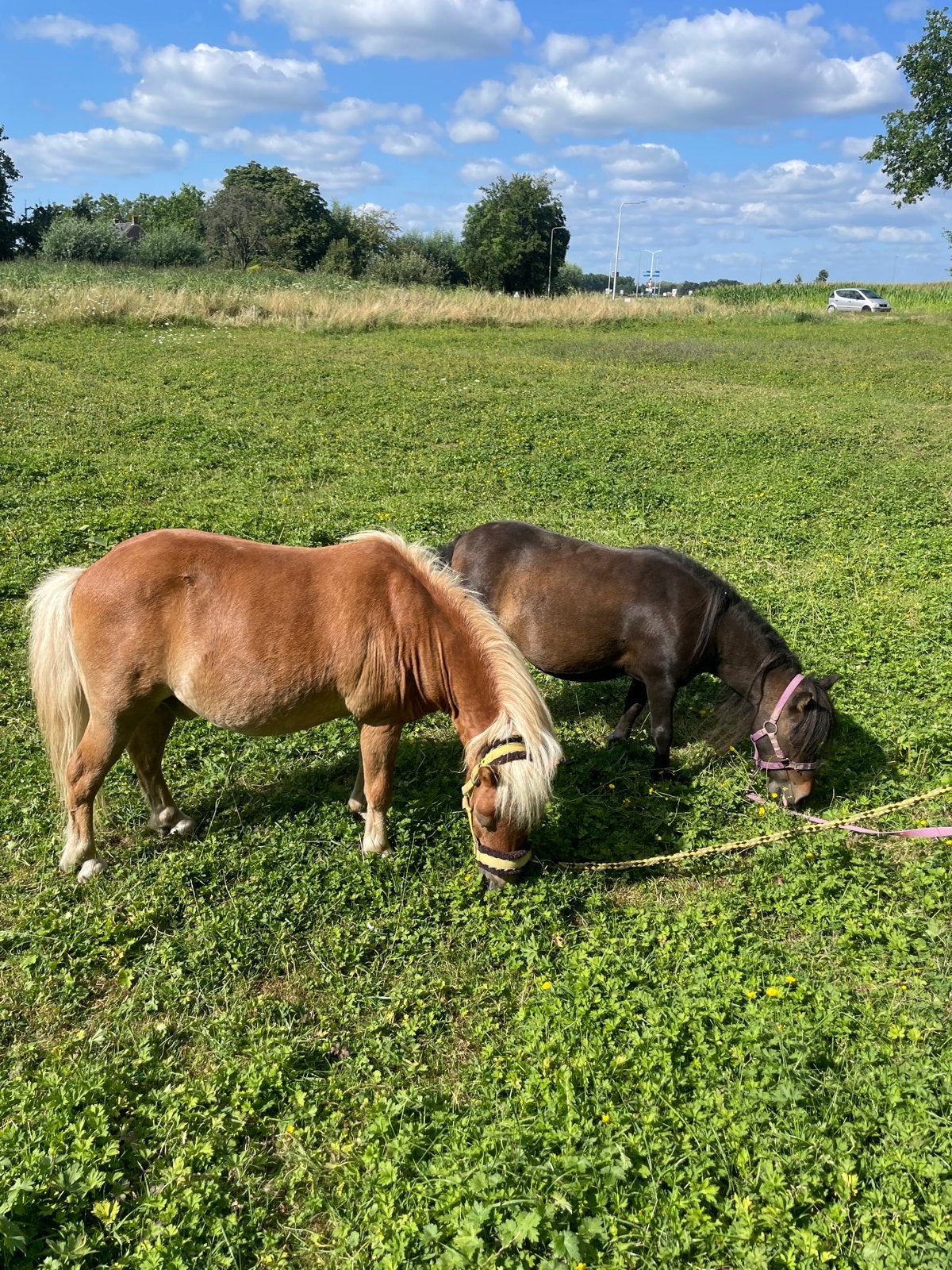 Te koop: Duo shetlander en mini paardje, A pony (tot 1.17m), Onbeleerd, Meerdere dieren, 11 jaar of ouder