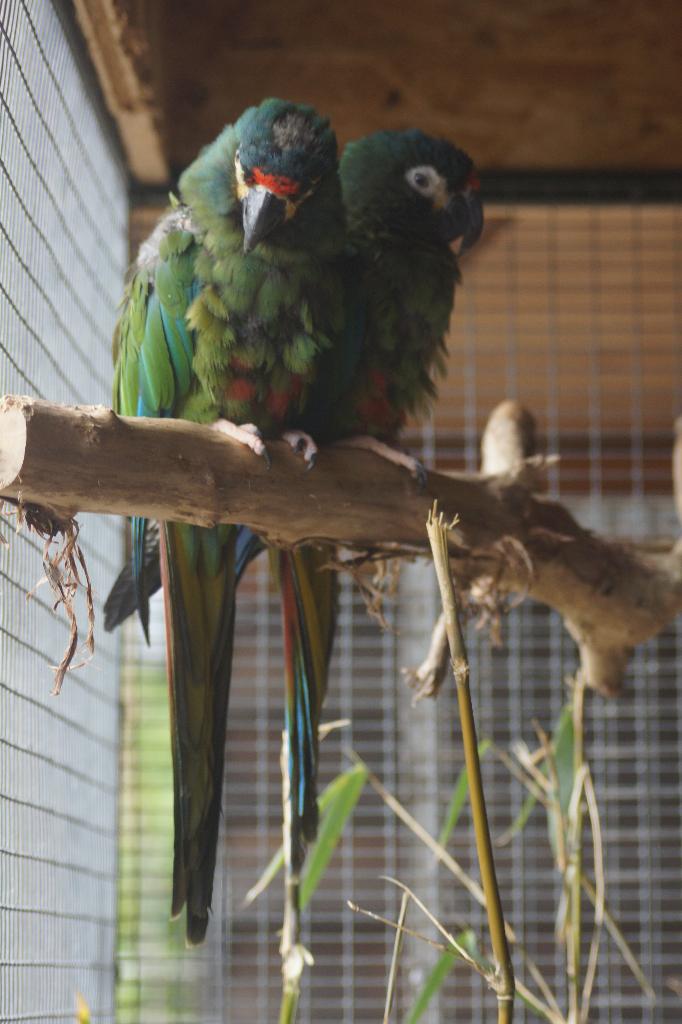 Koppel Ara Maracana, Dieren en Toebehoren, Meerdere dieren, Papegaai, Tam