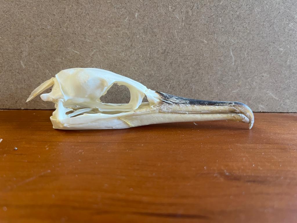 Schedel Aalscholver, Verzamelen, Dierenverzamelingen, Ophalen of Verzenden, Nieuw, Vogel, Schedel