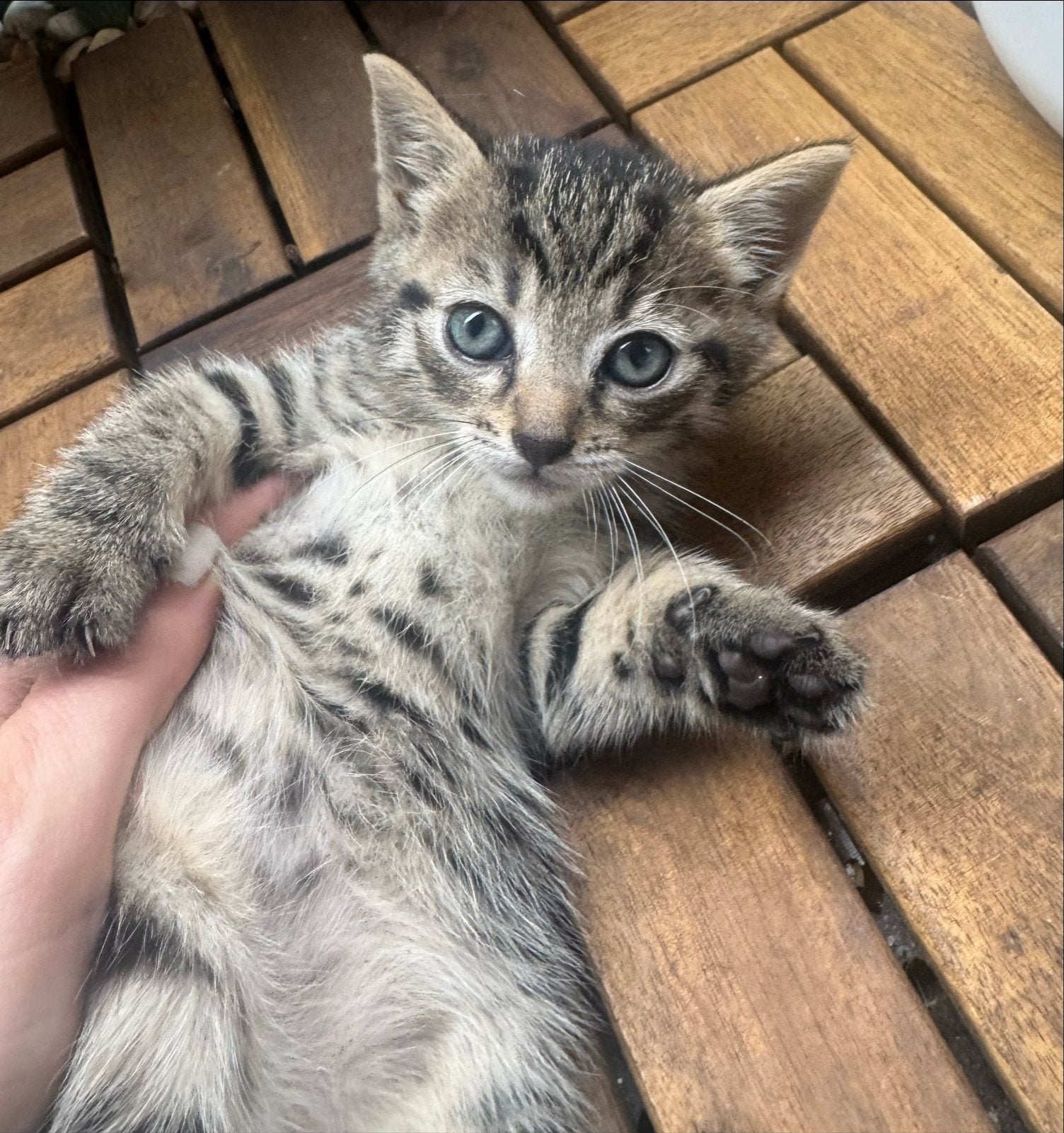 Huiselijke kittens aangeboden, Meerdere dieren