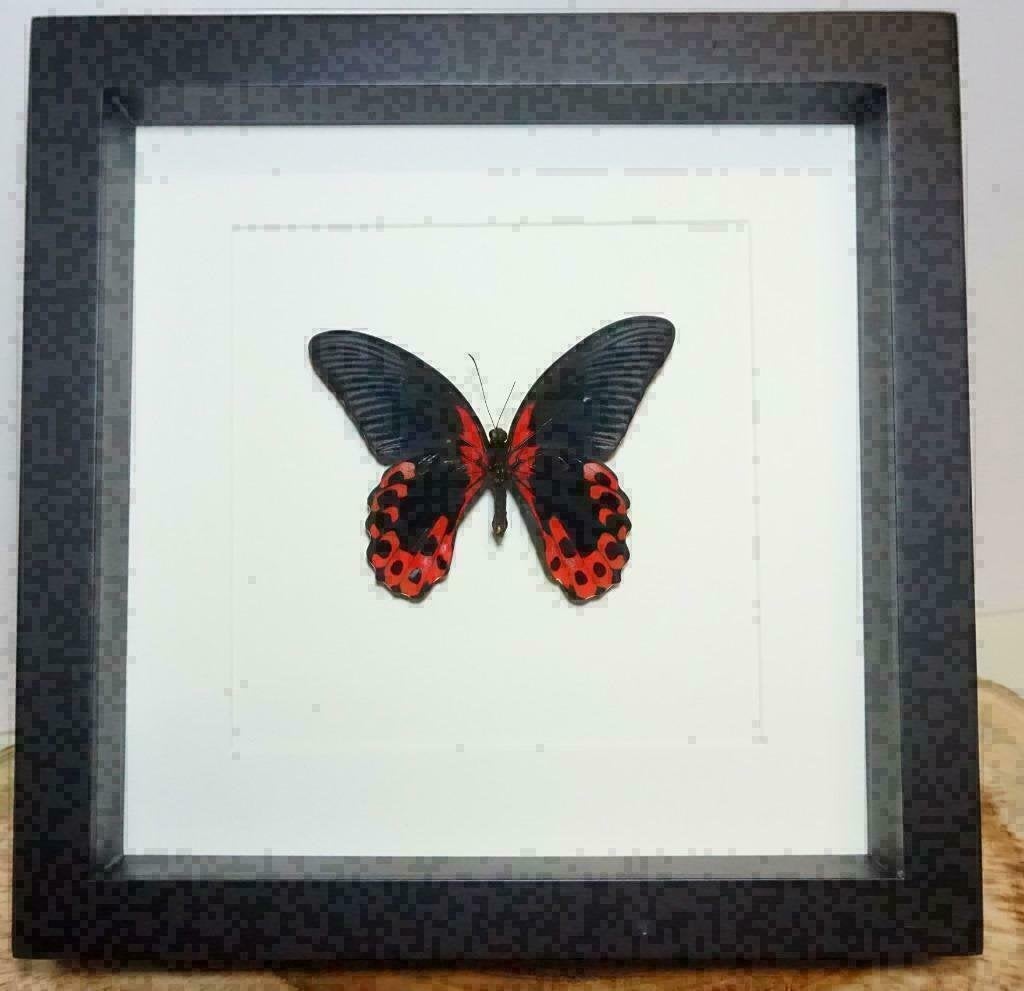 Papilio rumanzovia vlinder in lijst, Verzamelen, Dierenverzamelingen, Ophalen of Verzenden, Nieuw, Insect, Opgezet dier