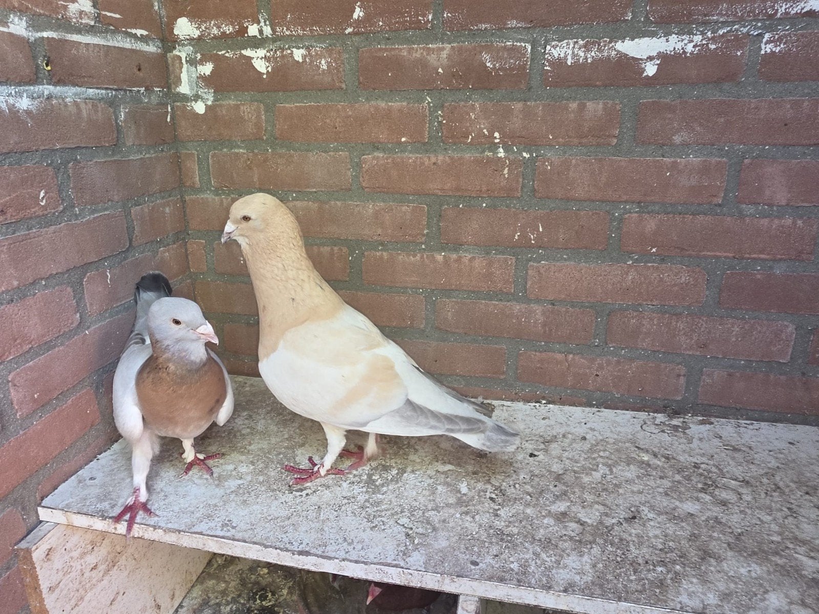 Purmerend, Dieren en Toebehoren