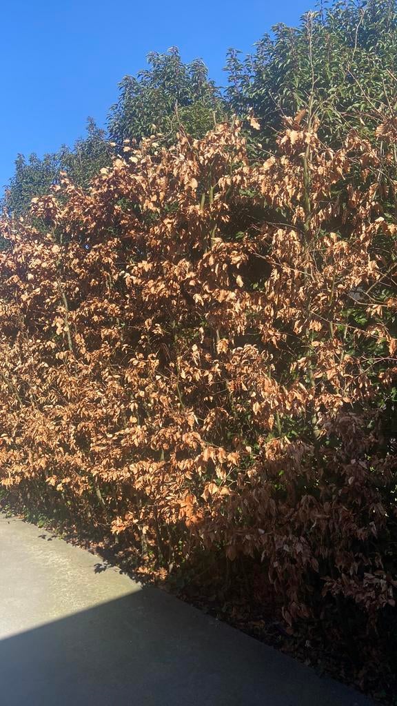 Laatste 7 groene beukenhagen te koop 3 mtr hoog, Ophalen of Verzenden, Volle zon, Overige soorten