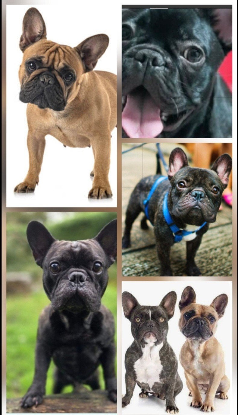 GEZOCHT: Franse Bulldog🐾, Reu, 1 tot 2 jaar, Bulldog, Eén hond