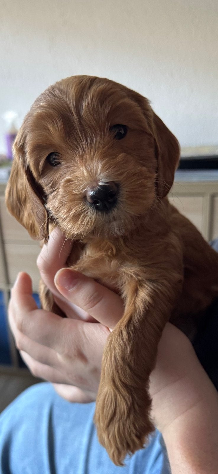 mini labradoodle reutje, Dieren en Toebehoren, 8 tot 15 weken, Eén hond, Nederland, Particulier