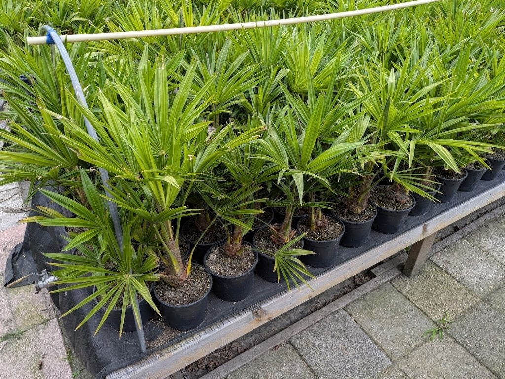 palm palmboompje palmpjes, Bloeit niet, Minder dan 100 cm, Palmboom, Ophalen