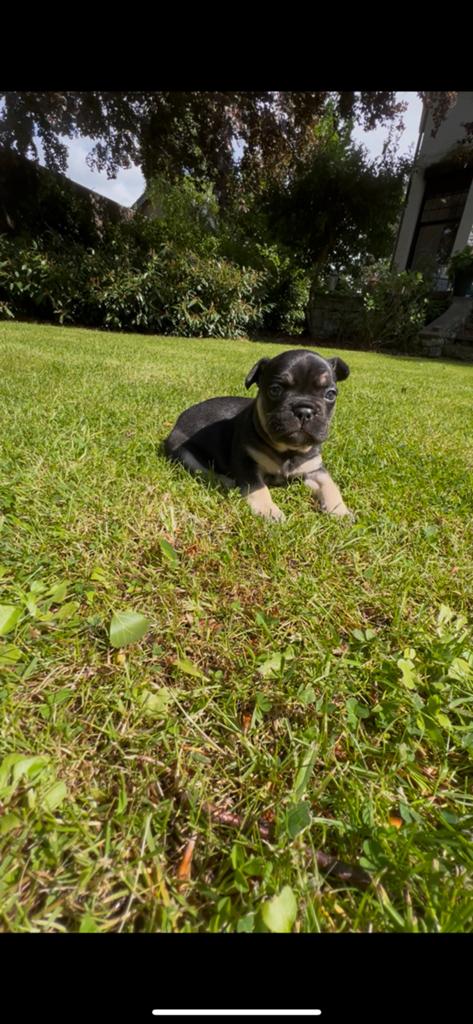 Franse bulldog pups ️, Dieren en Toebehoren, Parvo, 8 tot 15 weken, Bulldog, Meerdere