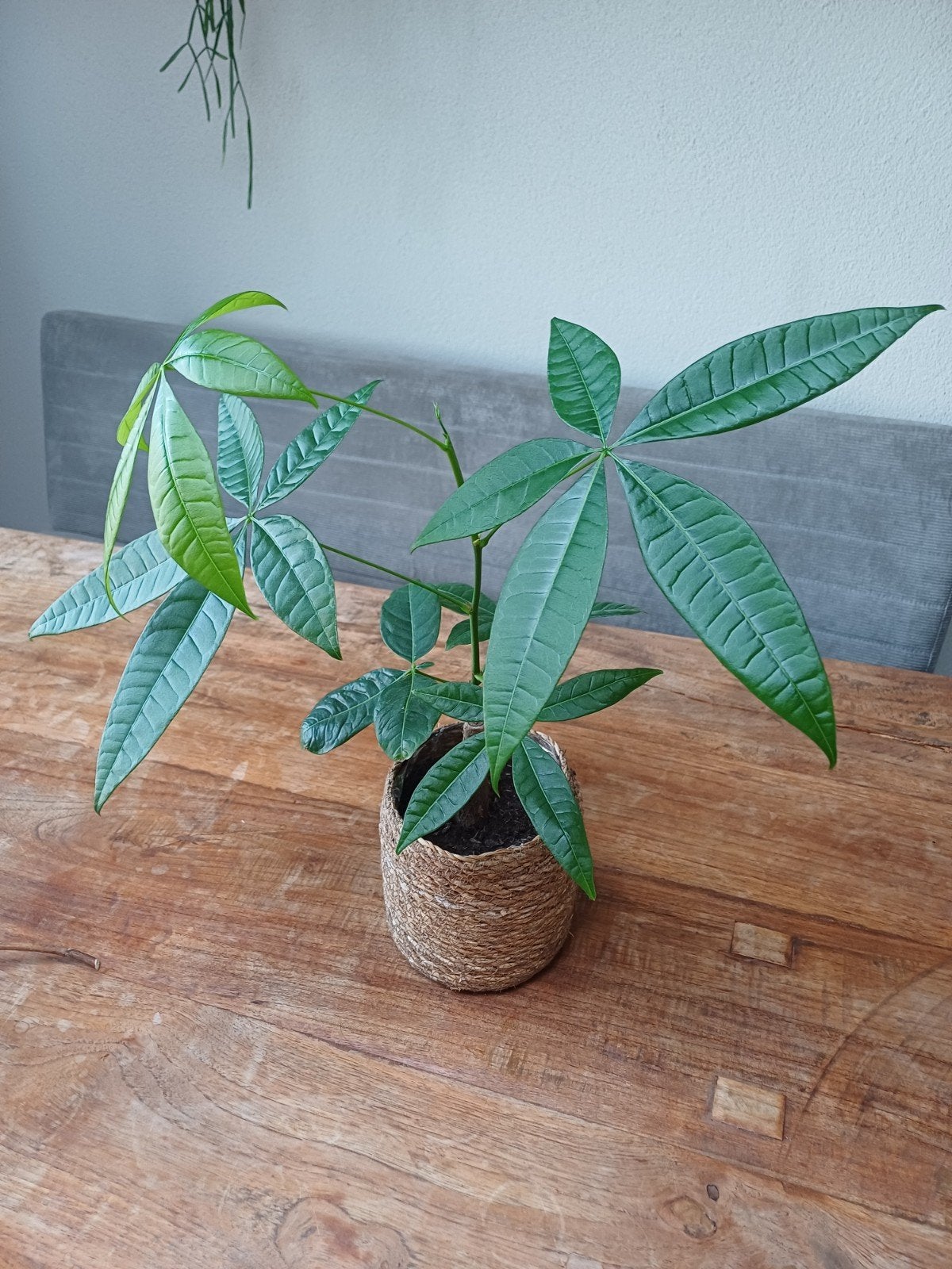 Mooie Pachira Aquatica (geldboom) in pot, Ophalen, Overige soorten, Halfschaduw, In pot