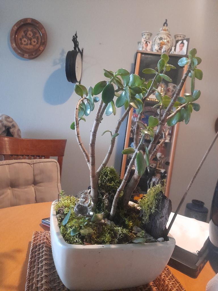 Planten terrarium, Huis en Inrichting, Kamerplanten, Ophalen, Overige soorten, Halfschaduw, In pot