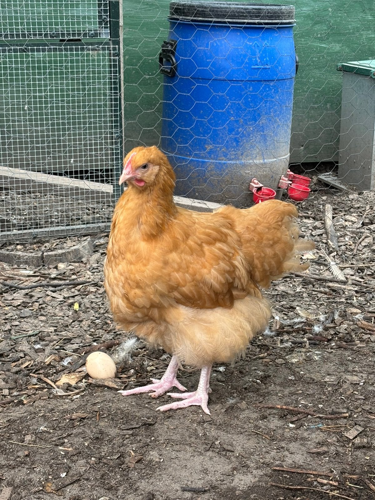 Orpington buf haan, Dieren en Toebehoren, Pluimvee, Mannelijk, Kip