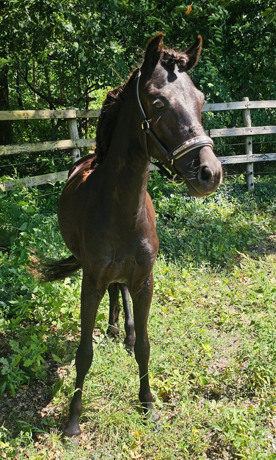 Lieve en bloemooie zwarte jaarling Newforest x Dartmoor, Dieren en Toebehoren, Pony's, Merrie, B pony (1.17m tot 1.27m), Gechipt
