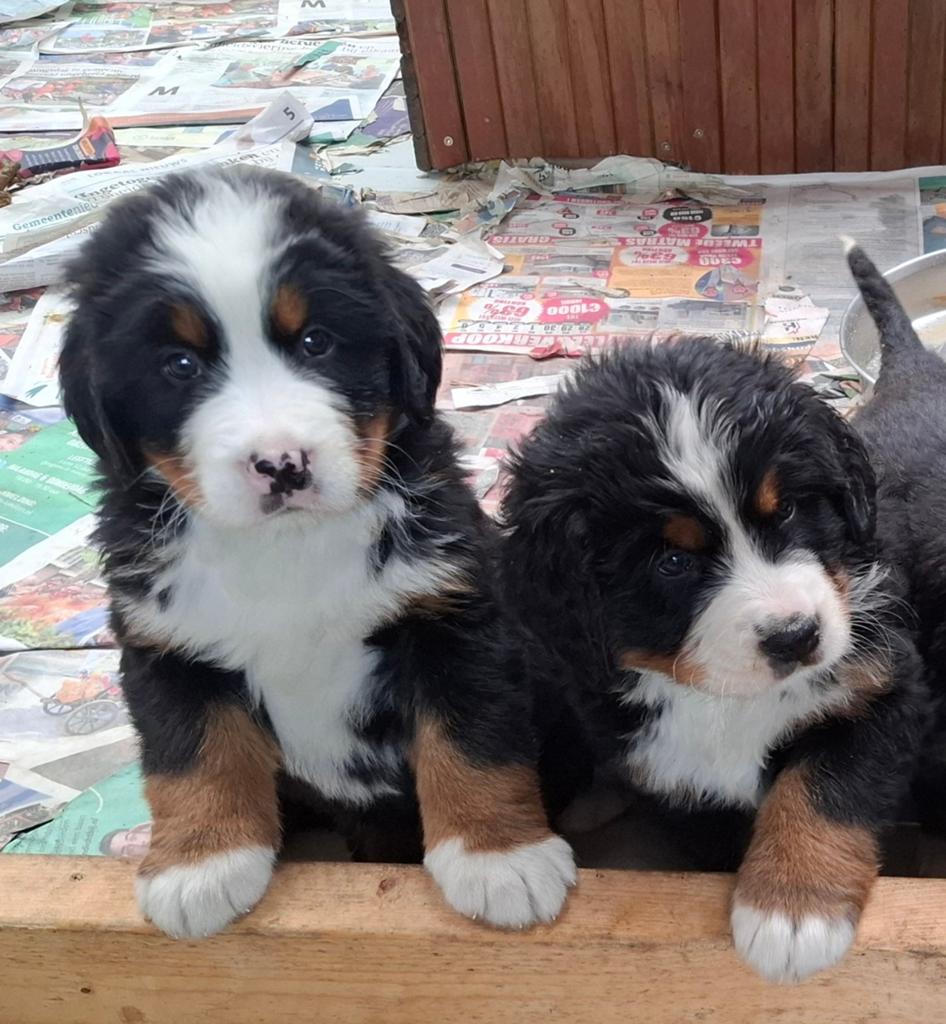 Berner Sennen pups, Meerdere, Meerdere dieren, Nederland, Particulier