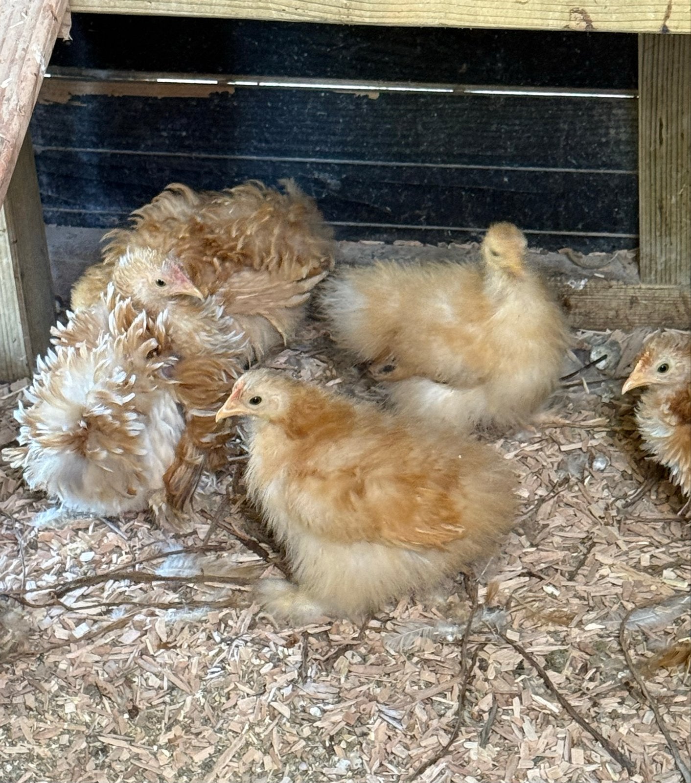 Cochin kriel kuikens zijdeveer en krul hennetjes, Dieren en Toebehoren, Pluimvee, Vrouwelijk, Kip