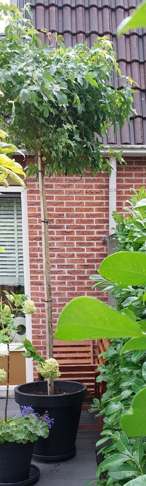 Een Hele Mooie Amberboom op stam - Helemaal Nieuw!, Tuin en Terras, Ophalen