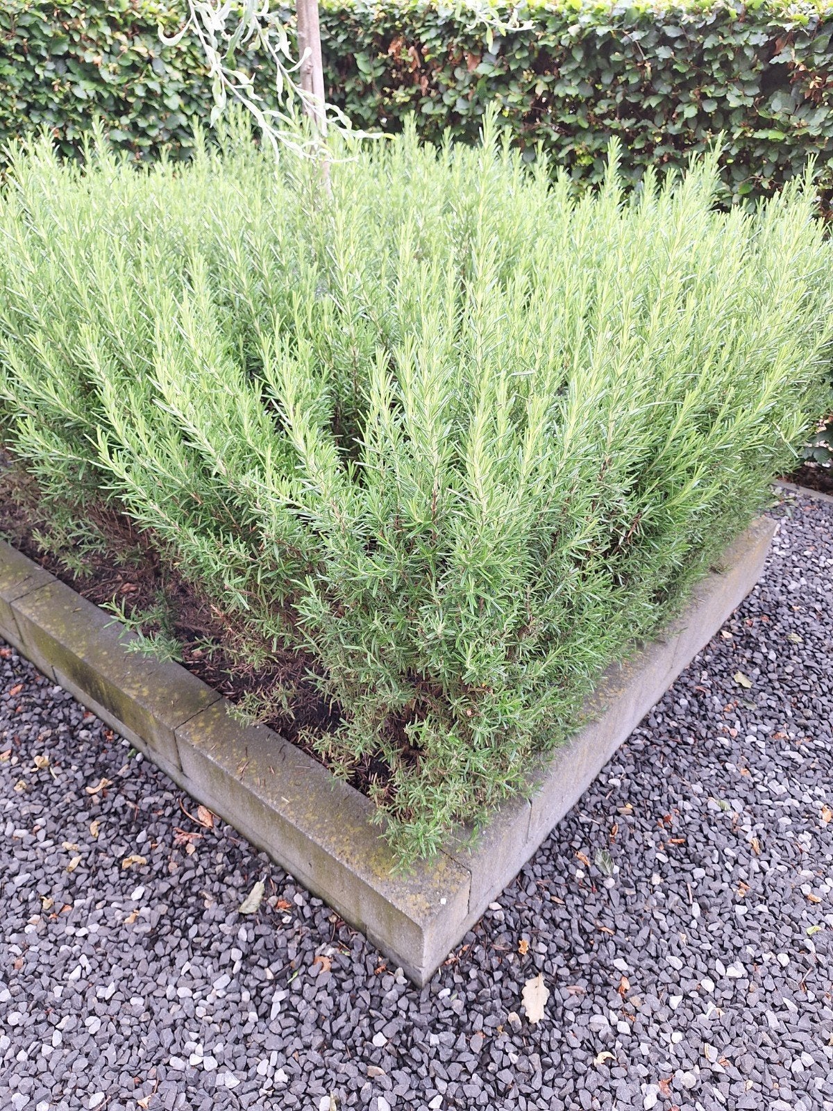 Rozemarijn 20 stuks 80cm, Tuin en Terras, Planten | Tuinplanten, Ophalen, Overige soorten, Volle zon