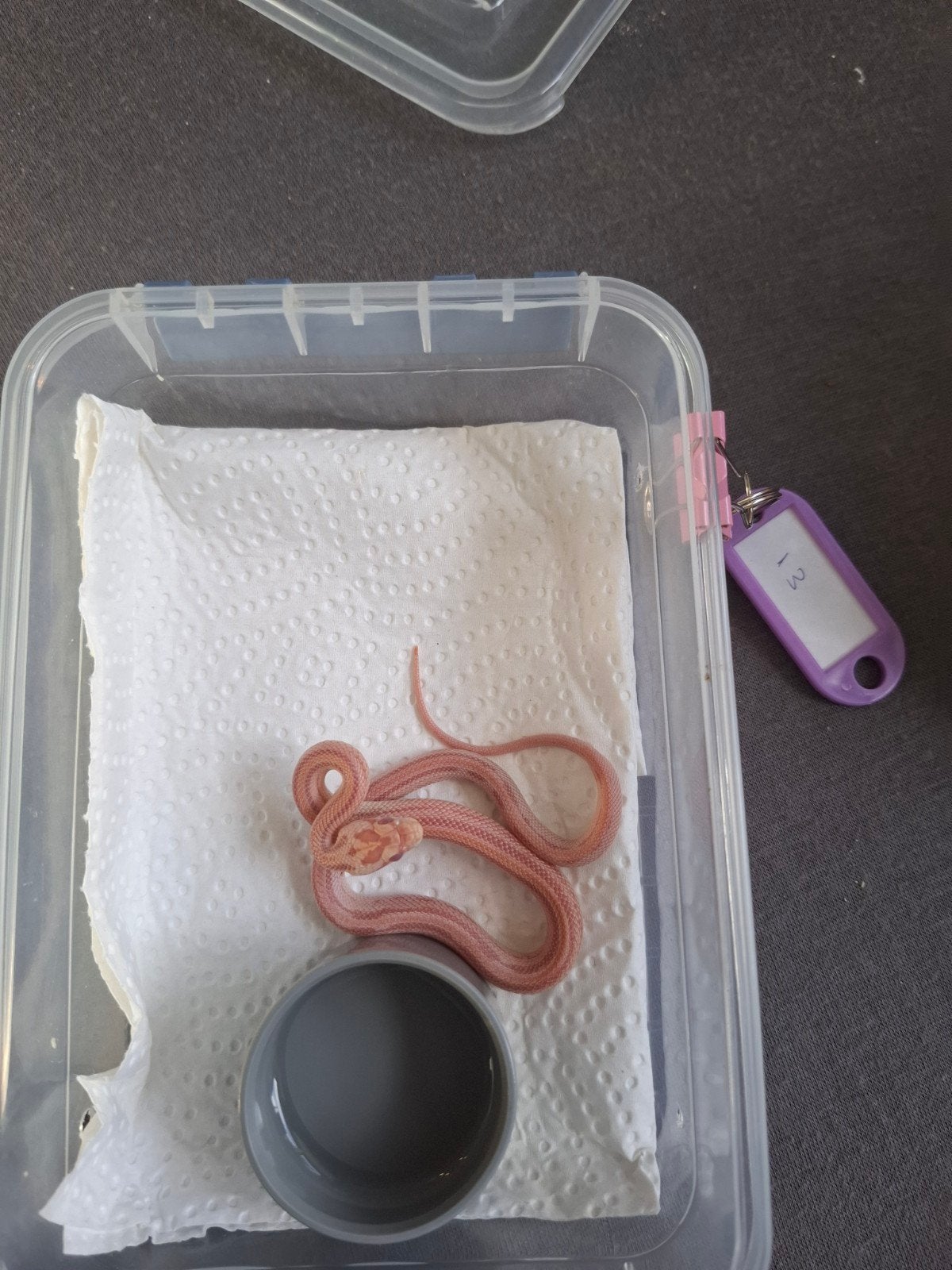 Rode rattenslangen zoeken nieuw thuis Corn Snake photo 13