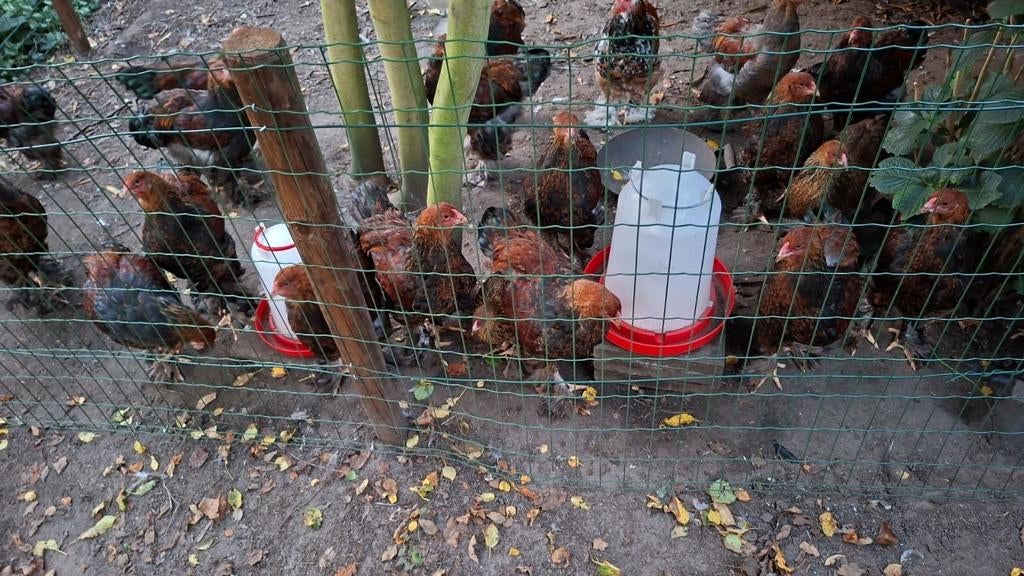 Brahma hanen, Dieren en Toebehoren, Pluimvee, Kip, Mannelijk
