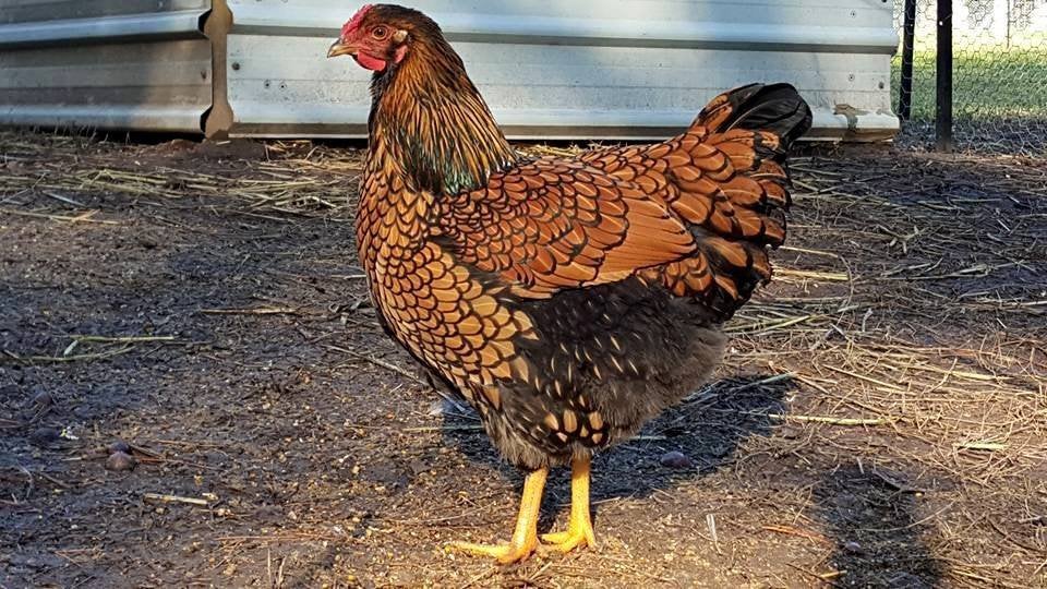 Grote Wyandotte goudzwartgezoomd, Meerdere dieren, Kip