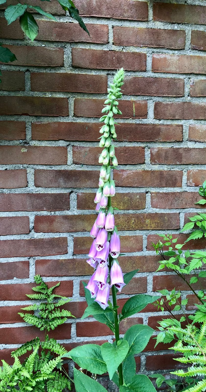 Inheems: Vingerhoedskruid /Digitalis purpurea 1e jr stekken., Tweejarig, Halfschaduw, Lente, Ophalen