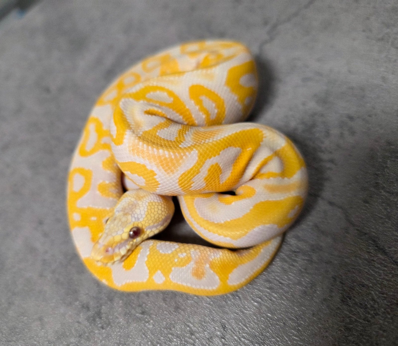 ️Leopard Pastel Lavender Albino 100%Clown(Grail project) Ball Python photo 3