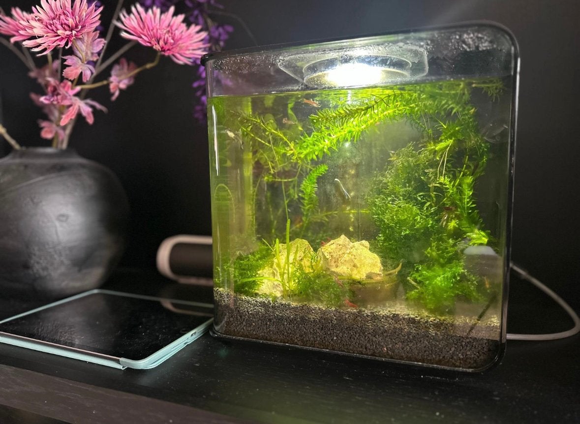 Aquariumplant levermos Monosolenium Pelia Mos, Dieren en Toebehoren, Ophalen, Zo goed als nieuw, Plant(en), Steen of Hout