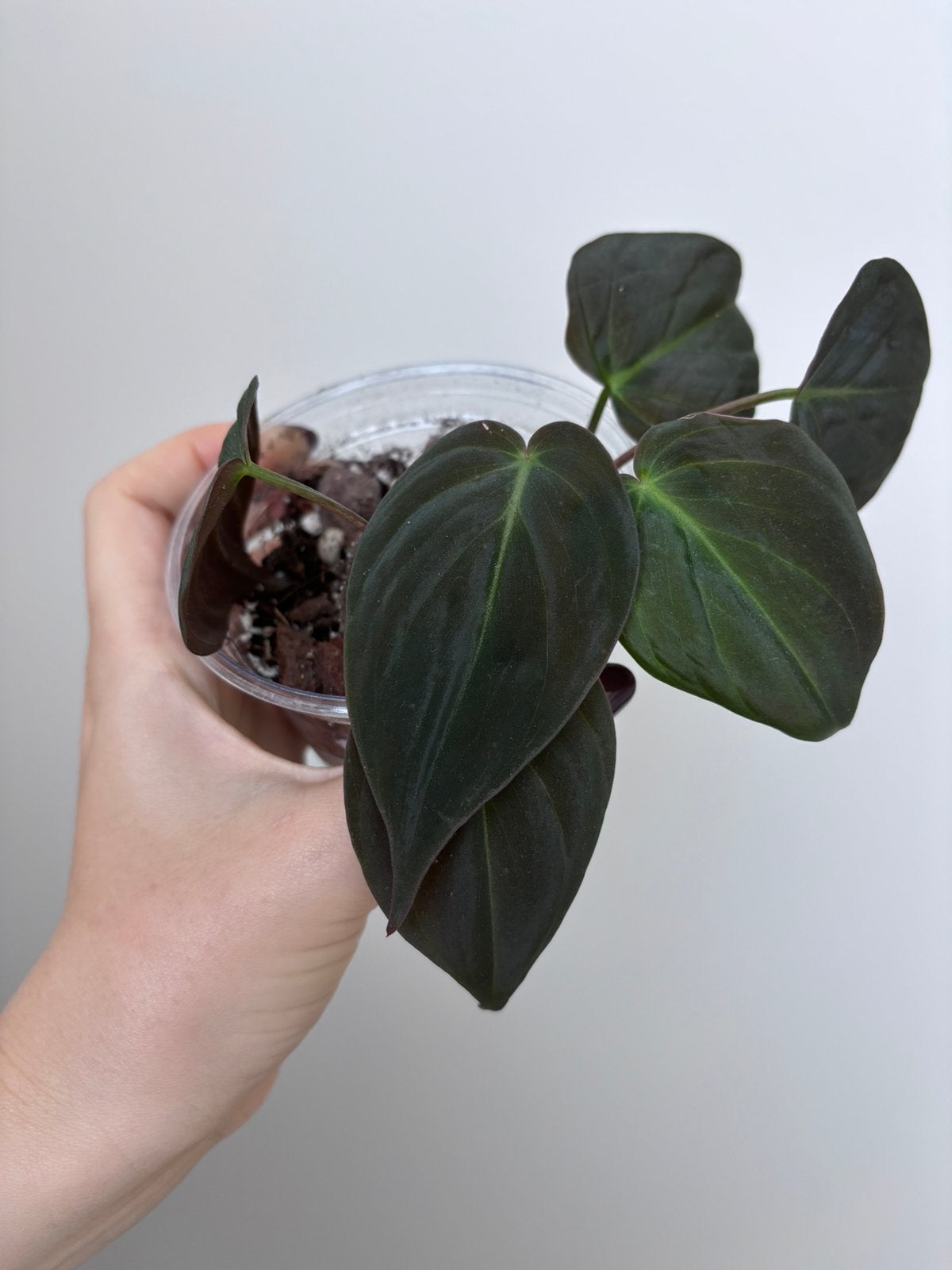 Philodendron Micans, Huis en Inrichting, Kamerplanten, Ophalen of Verzenden, Halfschaduw, Minder dan 100 cm