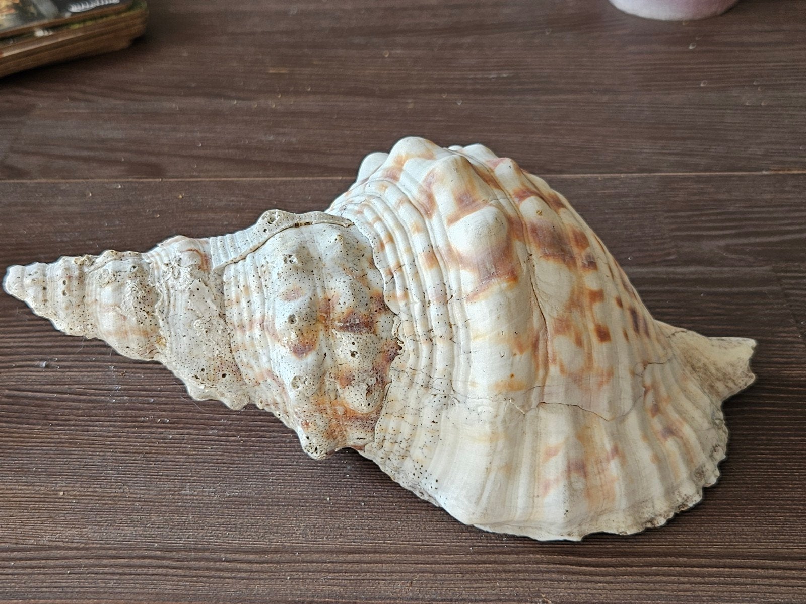 tritonshoorn of trompetschelp, Ophalen of Verzenden