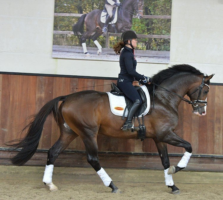 Gezocht fijn sportpaard, Dieren en Toebehoren, Merrie, Met stamboom, Niet van toepassing, Dressuurpaard