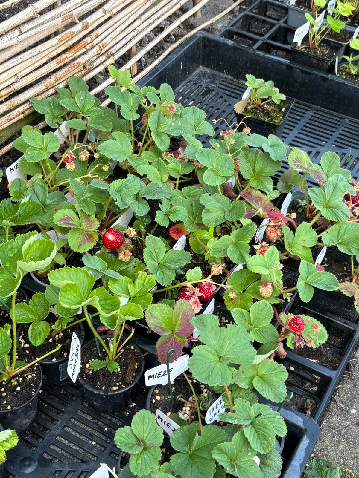 Vele soorten aardbei stekken, Ophalen, Overige soorten, Volle zon