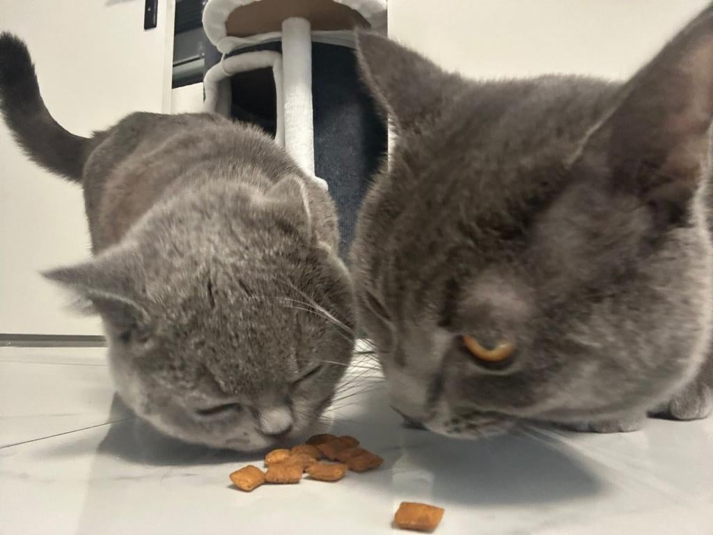 Britsekorthaar Kitten Poesje, Poes, 0 tot 2 jaar