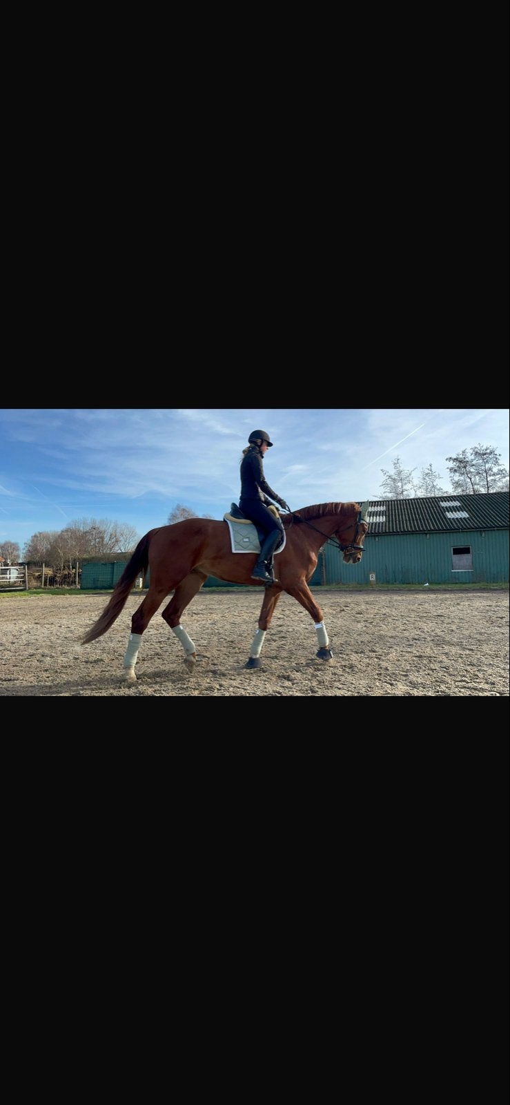 Equistrian stockholm pistache, Ophalen of Verzenden