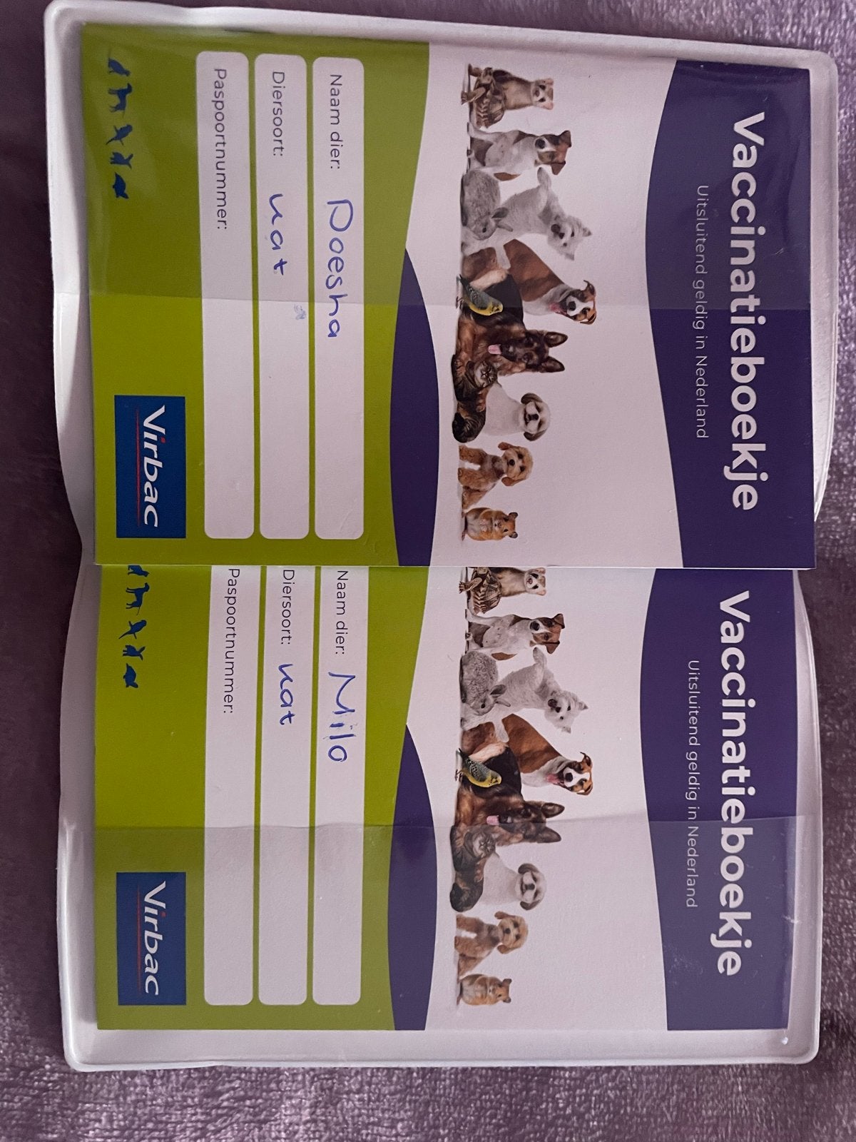 Lieve broer en zus kittens te koop ️, Meerdere dieren, 0 tot 2 jaar