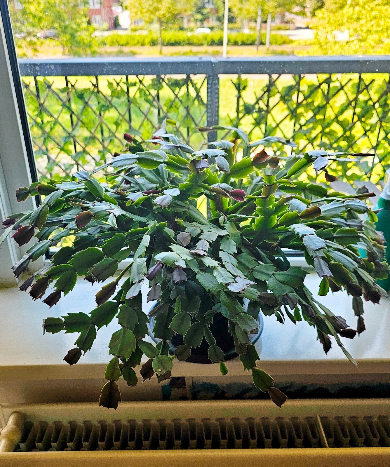 Schlumbergera Plant, Huis en Inrichting, Ophalen, Cactus, Minder dan 100 cm, Bloeiende kamerplant