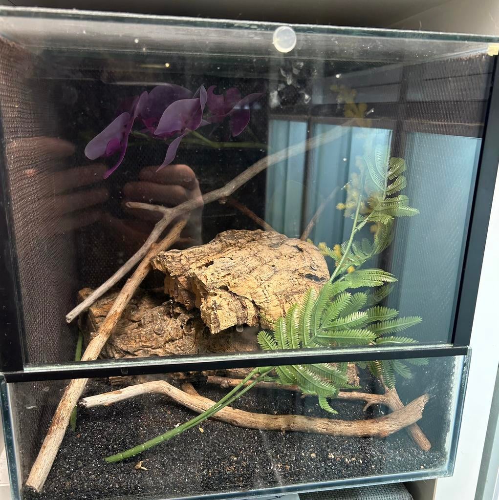 Terrarium 30x30x30 spinnen terrarium, Dieren en Toebehoren, Reptielen en Amfibieën | Toebehoren, Ophalen of Verzenden, Zo goed als nieuw