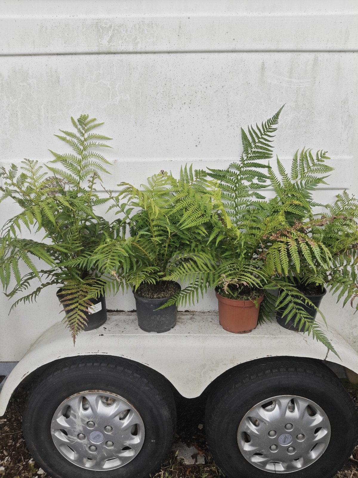 Dicksonia antarctica, In pot, Bloeit niet, Halfschaduw, Minder dan 100 cm
