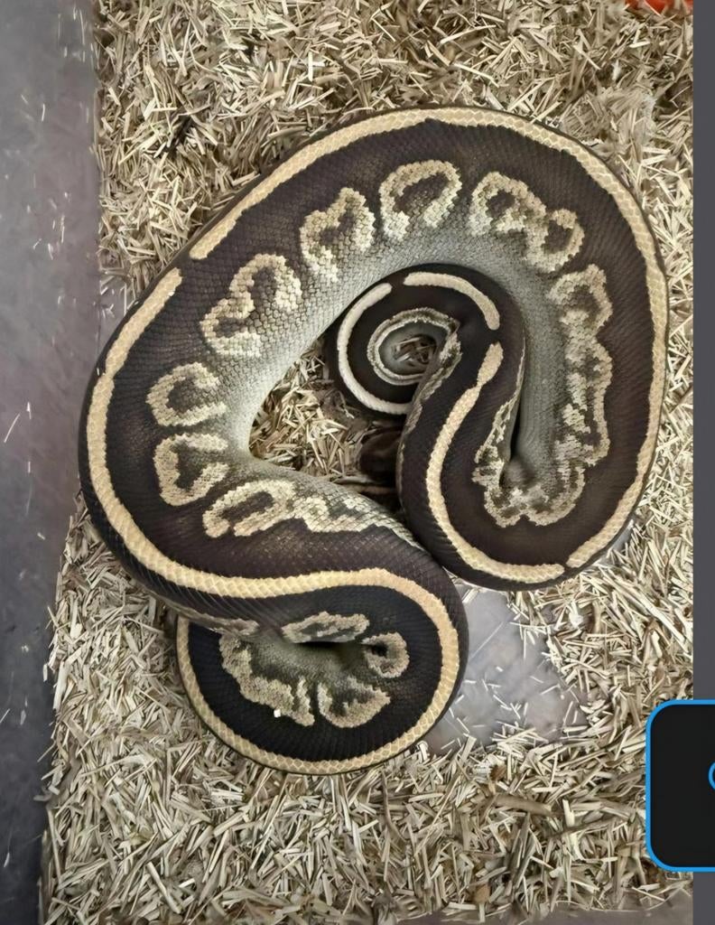 Diverse wildkleur koningspythons Ball Python - unknown for sale from Wouter
