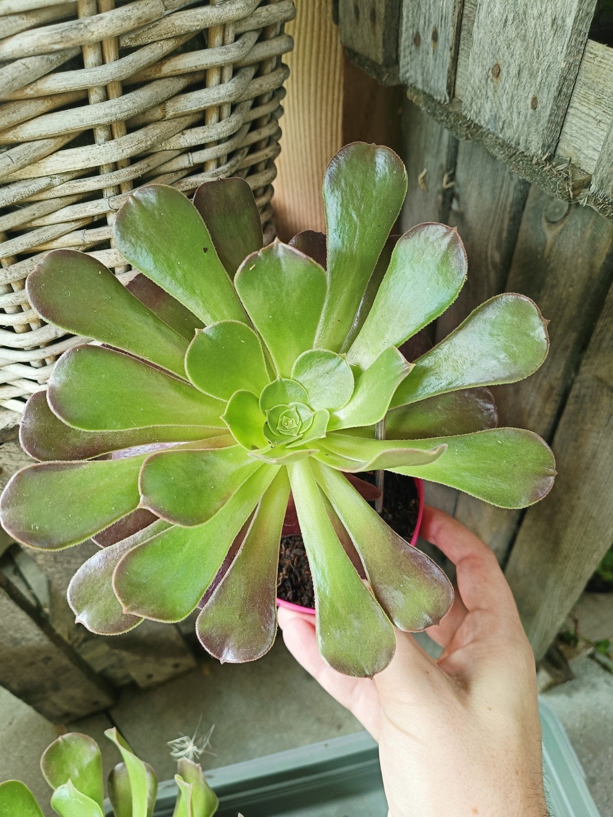 aeonium zwartkop, Ophalen of Verzenden, Overige soorten, Volle zon