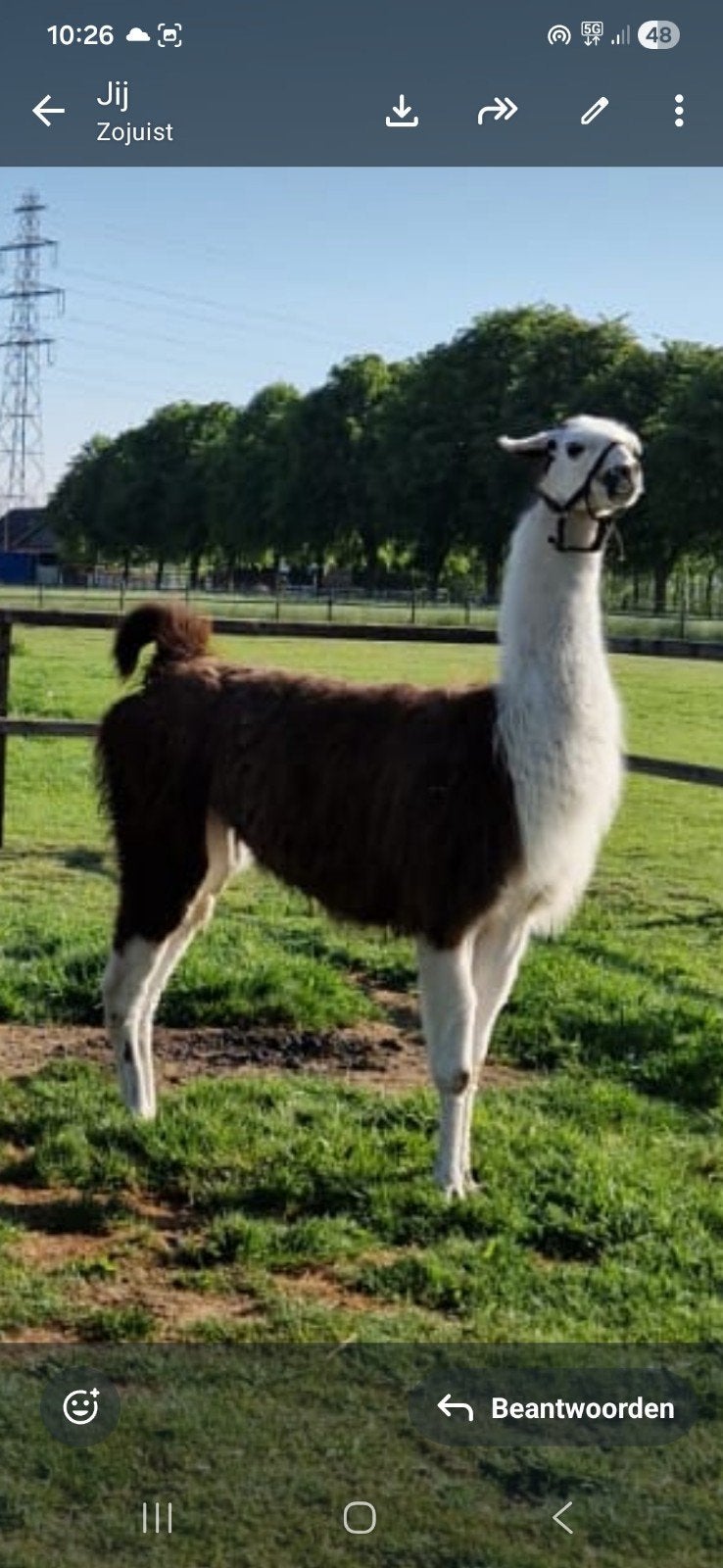 lama dekhengst te koop gevraagd, Dieren en Toebehoren, April, Mannelijk