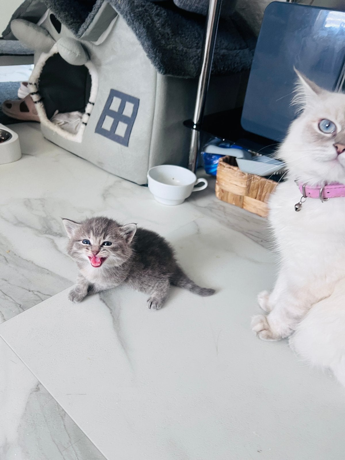 Prachtig ragdoll 3 kitten, Kater, 0 tot 2 jaar