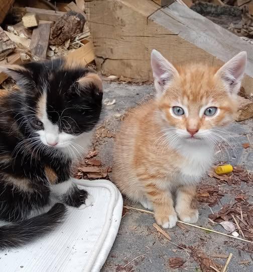 poes, poesjes, kittens, lapjespoes, kater, katjes  boerderij, Poes, Ontwormd, 0 tot 2 jaar
